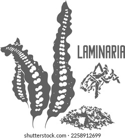 Seaweed vector silhouette. Laminaria medicinal herbal outline. Laminariae thalli silhouette illustration for pharmaceuticals and cooking.