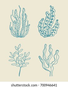 Seaweed vector sketch