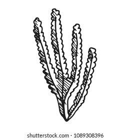 seaweed vector sketch drawing isolated.