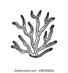 seaweed vector sketch hand drawing isolated.