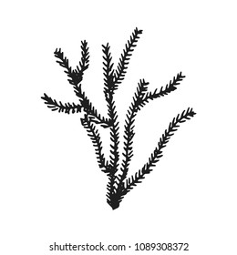 seaweed vector sketch. hand drawing isolated.
