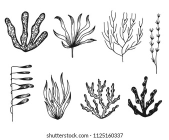 seaweed vector sketch icons isolated silhouette.