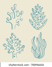 Seaweed vector sketch set. illustration