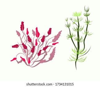 seaweed,algae vector, flat and cartoon illustration on a white background.  Botanical graphics
