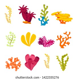 seaweed,cartoon style ,vector ,set isolated on white background