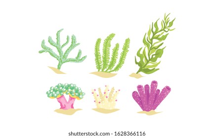 Seaweeds Collection, Aquatic Marine Algae, Underwater Ocean or Sea Plants Vector Illustration