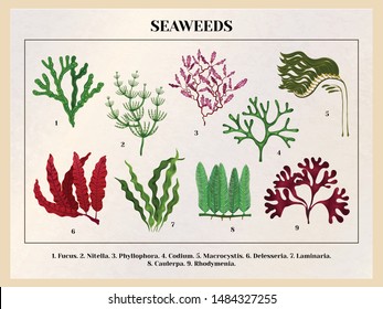 Seaweeds collection botanical educative chart poster tutorial with red brown green algae species background retro vector illustration