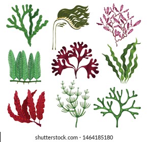 Seaweeds colorful flat set with 9 red brown green algae species against white background isolated vector illustration 