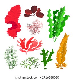 Seaweeds and Coral Reef Underwater Collection. Aquarium, Ocean and Marine Algae Water Plants Isolated on White. Red, Green Sea Weeds and Wracks, Laminaria, Kelp. Cartoon Vector Illustration, Set