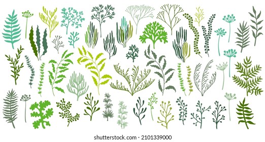 Seaweeds and coral reef underwater plans vector collection. Aquarium, ocean and marine algae water plants, corals isolated on white. Dark green seaweeds polyps silhouettes set.