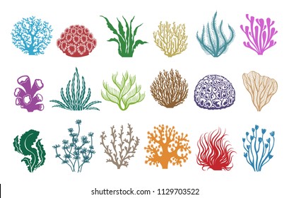 Seaweeds and corals on white. Colored aquarium plants vector illustration, color underwater sea weeds and ocean coral icons