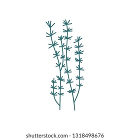 Seaweeds, Green Marine or Aquarium Underwater Plant Vector Illustration