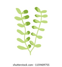 seaweeds are isolated green. aquarium plant underwater element.