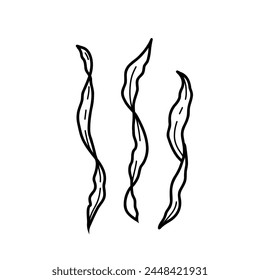 Seaweeds, laminaria algae. Underwater ocean plant vector illustration in doodle style isolated on white background.