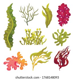 Seaweeds or Plants and Aquatic Marine Algae Vector Set