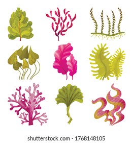 Seaweeds or Plants and Aquatic Marine Algae Vector Set