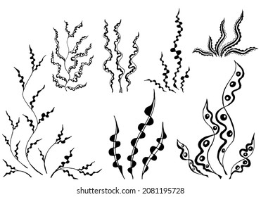 Seaweeds set isolated on white background. Beautiful algae image for food packaging, beauty industry, products with sea collagen, cosmetology, japanese seafood and other use. Vector illustration.