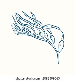 Seaweeds silhouettes. Underwater coral reef, hand drawn sea kelp plant, isolated marine weeds outdoor ocean.