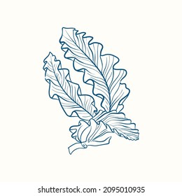 Seaweeds silhouettes. Underwater coral reef, hand drawn sea kelp plant, isolated marine weeds outdoor ocean.