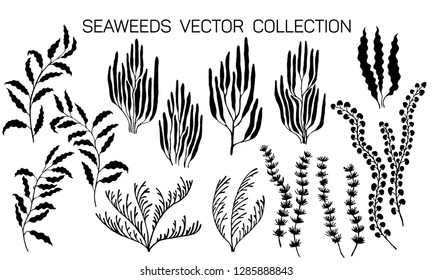 Seaweeds underwater plans vector collection. Aquarium, ocean and marine algae water plants isolated on white. Black seaweeds silhouettes set. Laminaria kelp and other