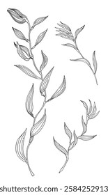 Seaweeds. Vector graphic style in ink.
Marine theme for posters, aquariums, prints, cards, fabric, decoration of restaurants.