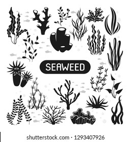 Seaweeds. Vector illustration of seaweeds, planting, marine algae and ocean corals silhouettes. Underwater plants for aquarium decor. Isolated set on white background. Nature seaweed marine.