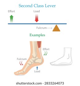 Second Class Lever Diagram Showing Effort, Load, Fulcrum and Human Foot Example.