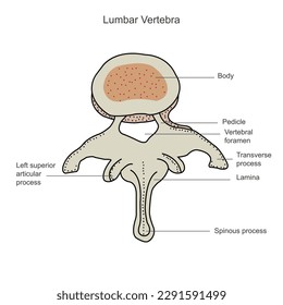 Second lumbar vertebra, lumbar spine, vertebral bones, vertebra, trunk wall, anatomy of human skeletal system, human bony system, human bone, hand drawn, vector illustration