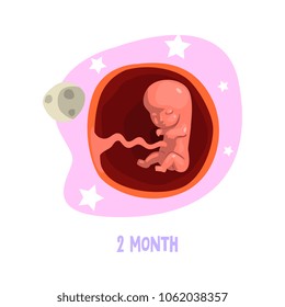 Second month of fetal development. Baby growth inside womb. Vector design for infographic, poster, brochure, book