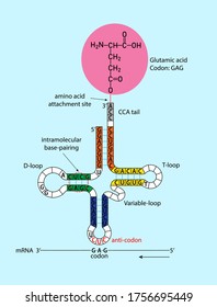 Estructura secundaria de cloverleaf del ARN de transferencia abreviado como ARNt, figura del ejemplo del ARNt unido al ácido glutámico 