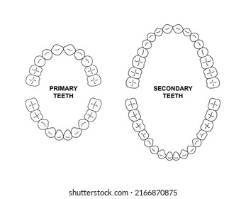 Secondary and primary teeth anatomy. Child and adult jaw illustration. Adult and child tooth arrival chart. Secondary and primary teeth silhouette