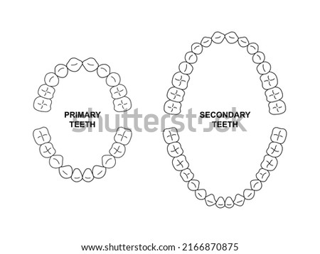 Secondary and primary teeth anatomy. Child and adult jaw illustration. Adult and child tooth arrival chart. Secondary and primary teeth silhouette