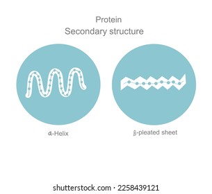 The secondary structure : alpha-helix and beta-pleated sheet of protein molecule that showing in blue and white concept.