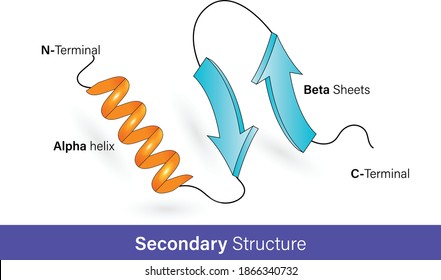 Secondary structure of proteins, Alpha helix and beta sheets, Protein confirmation, vector illustration graphic design