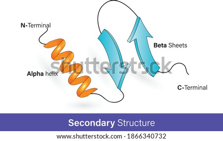 Secondary structure of proteins, Alpha helix and beta sheets, Protein confirmation, vector illustration graphic design