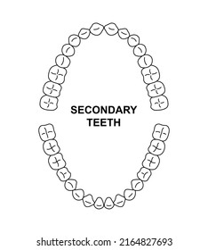 Secondary teeth dentition anatomy. Adult human upper and lower jaw. Adult tooth arrival chart. Permanent teeth silhouette