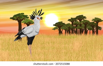 A secretarial bird Sagittarius serpentarius stands in a dry African savanna near a grove of baobabs. Sunset in Africa. Wild birds of Africa. Realistic vector landscape