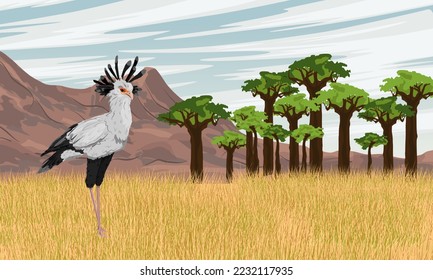 A secretarial bird stands in a dry African savanna near a grove of baobabs. Wild birds of Africa. Realistic vector landscape