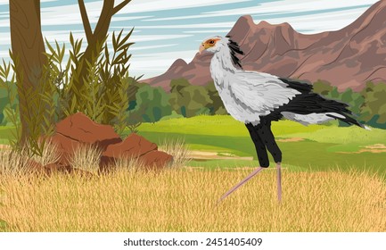 A secretarial bird stands in a dry African savanna at the foot of the mountains. Wild birds of Africa. Realistic vector landscape