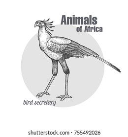 Secretary bird hand drawing. Animals of Africa series. Vintage engraving style. Vector illustration art. Black and white. Object of nature naturalistic sketch.