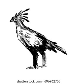 Secretary bird, line art