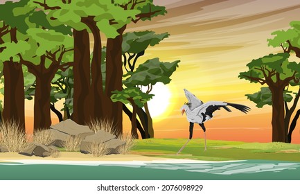 A secretary bird Sagittarius serpentarius flaps its wings on the lake shore near the baobab grove. Sunset in Africa. Wild birds of Africa. Realistic vector landscape