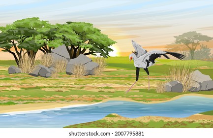 The secretary bird Sagittarius serpentarius hunts for snakes on the riverbank in the African savannah. Wild birds of Africa. Realistic vector landscape