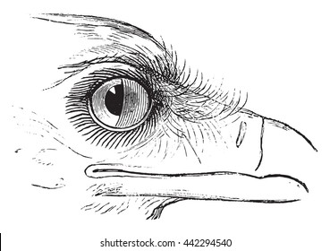 Secretary Bird or Sagittarius serpentarius, showing nictitating membrane in the eye. From Magasin Pittoresque, vintage engraving, 1876.
