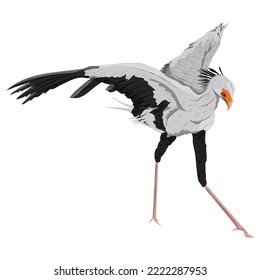 The secretary bird Sagittarius serpentarius spread its wings. Wild birds of Africa. realistic vector animal