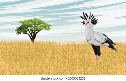 The secretary bird Sagittarius serpentarius stands in a dry African savanna with tall grass and a lone tree. Wild birds of Africa. Realistic vector landscape