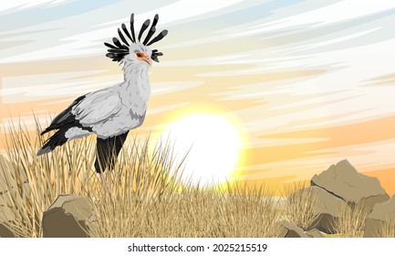 The secretary bird Sagittarius serpentarius stands in a dry African savanna with tall grass and stones. Wild birds of Africa. Realistic vector landscape