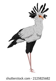 The secretary bird Sagittarius serpentarius stands with its feathers spread on its head. Wild birds of Africa. realistic vector animal