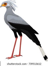 Secretary bird (Sagittarius serpentarius) vector illustration