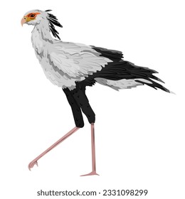 The secretary bird Sagittarius serpentarius. Wild birds of Africa. realistic vector animal